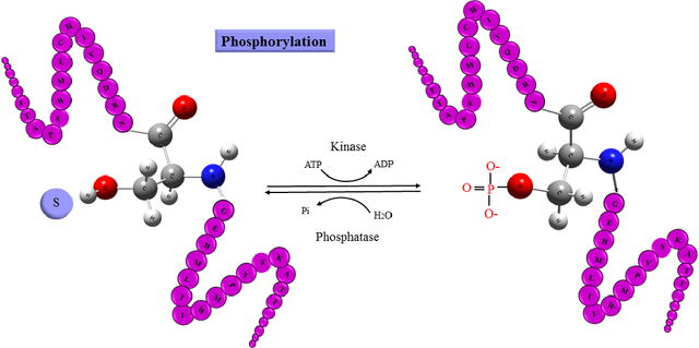 Figure 1 for A Brief Review of Machine Learning Techniques for Protein Phosphorylation Sites Prediction