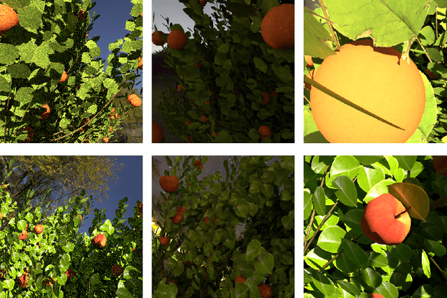 Figure 1 for Toward a Procedural Fruit Tree Rendering Framework for Image Analysis