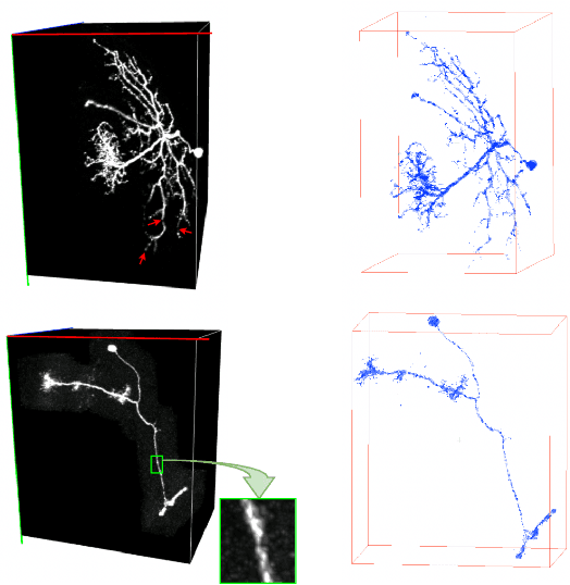 Figure 1 for PointNeuron: 3D Neuron Reconstruction via Geometry and Topology Learning of Point Clouds