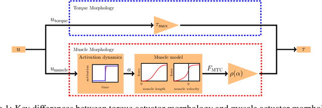 Figure 1 for Learning with Muscles: Benefits for Data-Efficiency and Robustness in Anthropomorphic Tasks