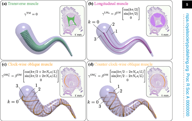 Figure 3 for Energy Shaping Control of a Muscular Octopus Arm Moving in Three Dimensions
