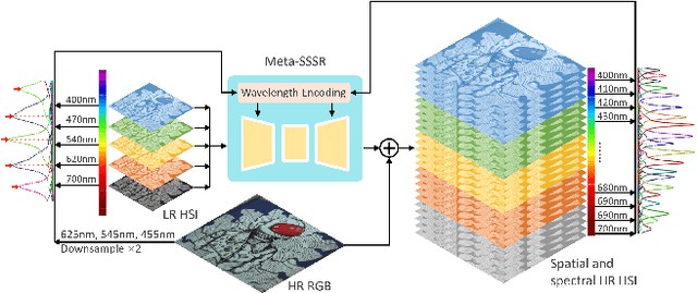 Figure 1 for Hyperspectral Image Super-Resolution in Arbitrary Input-Output Band Settings