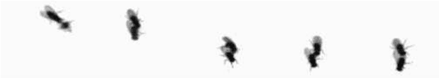 Figure 1 for Computer-Aided Automated Detection of Gene-Controlled Social Actions of Drosophila