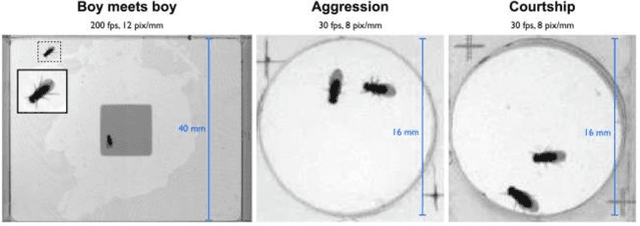 Figure 3 for Computer-Aided Automated Detection of Gene-Controlled Social Actions of Drosophila
