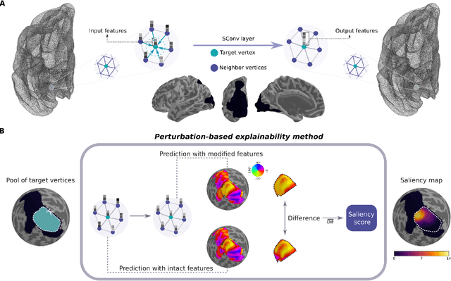 Figure 1 for An explainability framework for cortical surface-based deep learning
