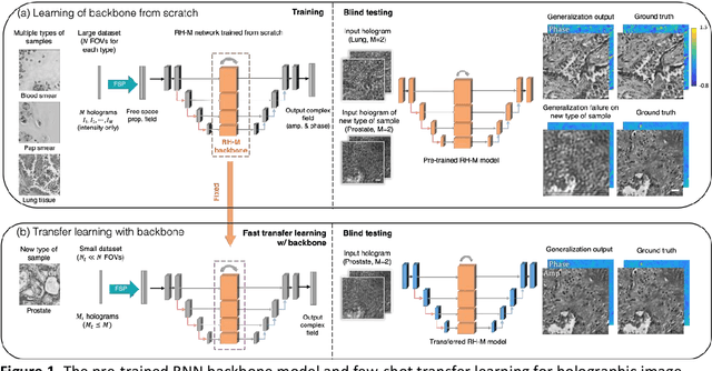 Figure 1 for Few-shot Transfer Learning for Holographic Image Reconstruction using a Recurrent Neural Network