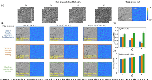 Figure 3 for Few-shot Transfer Learning for Holographic Image Reconstruction using a Recurrent Neural Network