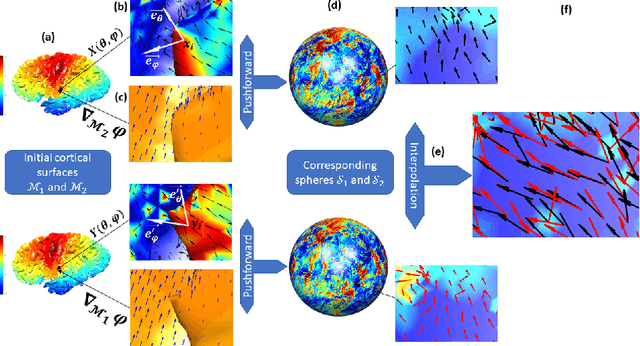 Figure 1 for Comparing vector fields across surfaces: interest for characterizing the orientations of cortical folds