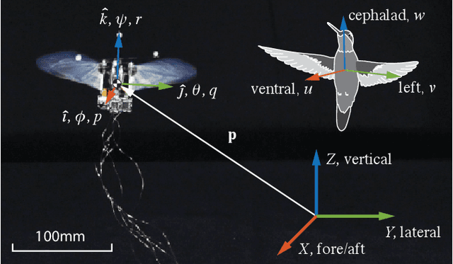 Figure 1 for Learning Extreme Hummingbird Maneuvers on Flapping Wing Robots