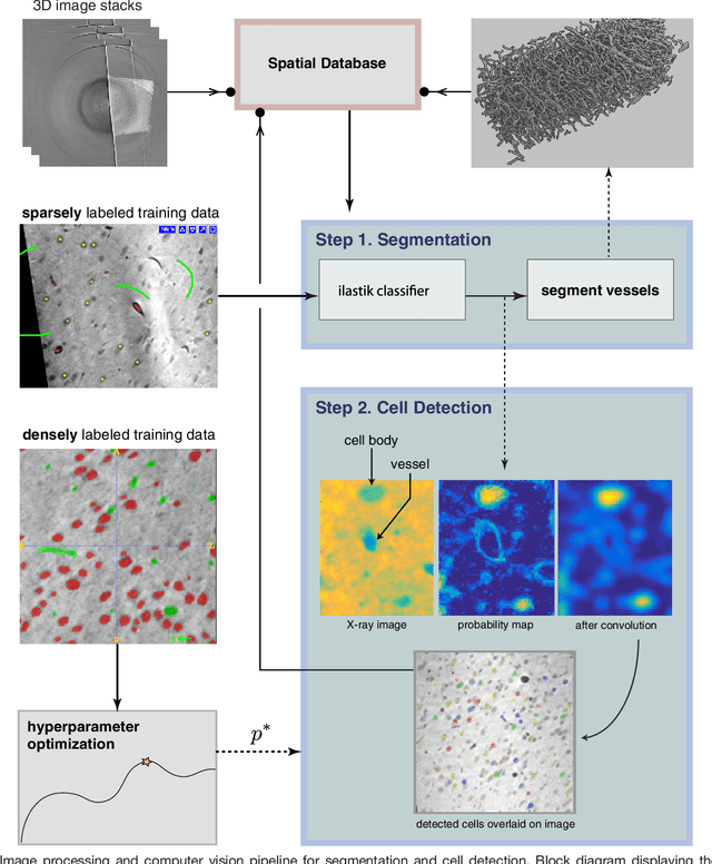 Figure 4 for Quantifying mesoscale neuroanatomy using X-ray microtomography