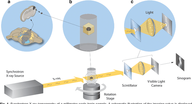 Figure 1 for Quantifying mesoscale neuroanatomy using X-ray microtomography
