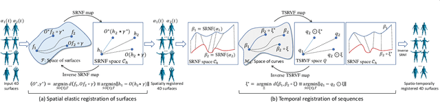 Figure 1 for 4D Atlas: Statistical Analysis of the Spatiotemporal Variability in Longitudinal 3D Shape Data