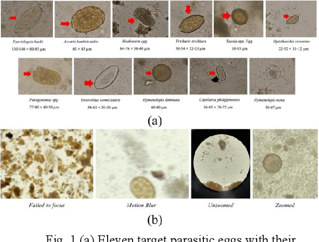 Figure 1 for Dynamic boxes fusion strategy in object detection