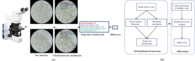 Figure 3 for Microscope Based HER2 Scoring System