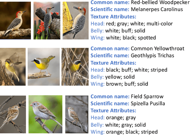 Figure 1 for Leveraging Textures in Zero-shot Understanding of Fine-Grained Domains