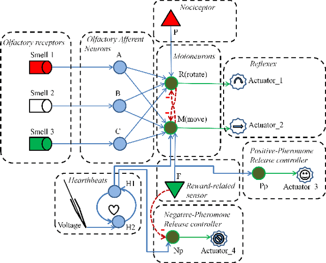 Figure 2 for A Model for Foraging Ants, Controlled by Spiking Neural Networks and Double Pheromones