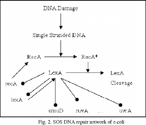 Figure 2 for Ant Colony Optimization for Inferring Key Gene Interactions