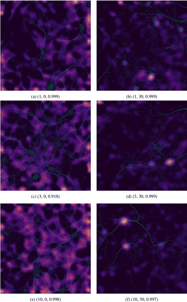 Figure 4 for Deep Learning for Estimating Synaptic Health of Primary Neuronal Cell Culture