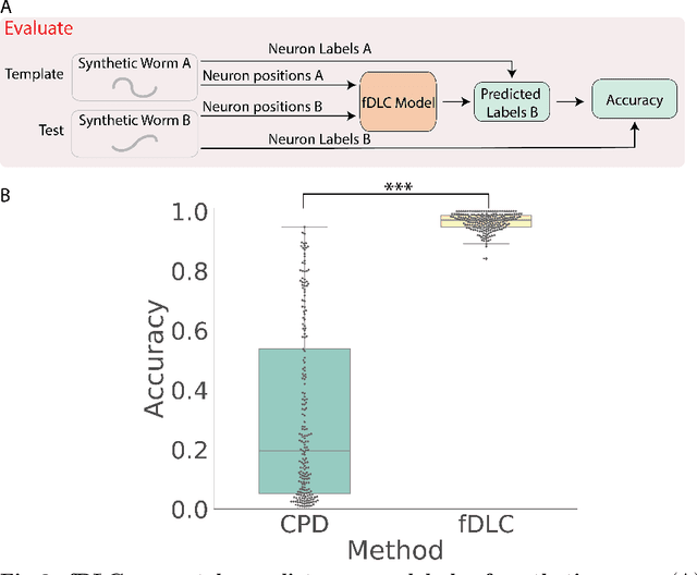 Figure 2 for Fast deep learning correspondence for neuron tracking and identification in C.elegans using synthetic training