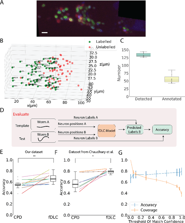 Figure 4 for Fast deep learning correspondence for neuron tracking and identification in C.elegans using synthetic training