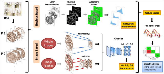 Figure 1 for Mitochondria-based Renal Cell Carcinoma Subtyping: Learning from Deep vs. Flat Feature Representations