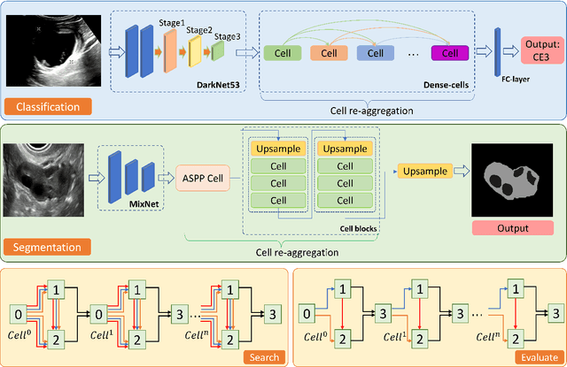 Figure 3 for HASA: Hybrid Architecture Search with Aggregation Strategy for Echinococcosis Classification and Ovary Segmentation in Ultrasound Images