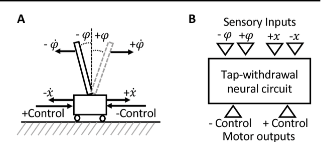 Figure 3 for Neuronal Circuit Policies