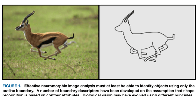 Figure 1 for An evolutionary perspective on the design of neuromorphic shape filters