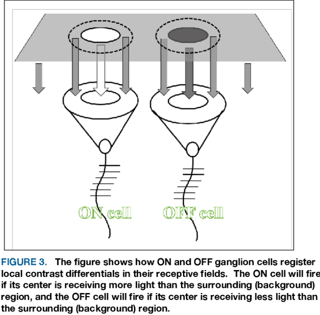 Figure 3 for An evolutionary perspective on the design of neuromorphic shape filters