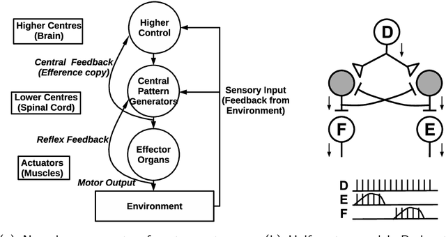 Figure 1 for Hierarchical Control for Bipedal Locomotion using Central Pattern Generators and Neural Networks