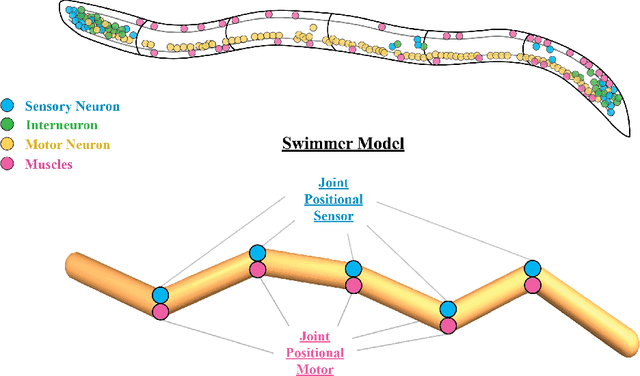 Figure 2 for Biological connectomes as a representation for the architecture of artificial neural networks