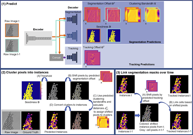 Figure 3 for EmbedTrack -- Simultaneous Cell Segmentation and Tracking Through Learning Offsets and Clustering Bandwidths