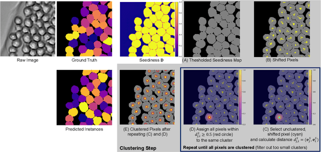 Figure 4 for EmbedTrack -- Simultaneous Cell Segmentation and Tracking Through Learning Offsets and Clustering Bandwidths