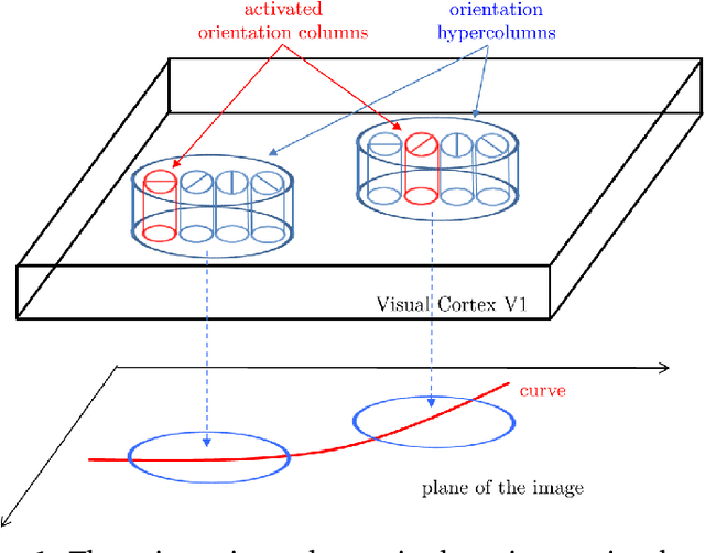 Figure 1 for Numerical Approaches for Linear Left-invariant Diffusions on SE(2), their Comparison to Exact Solutions, and their Applications in Retinal Imaging