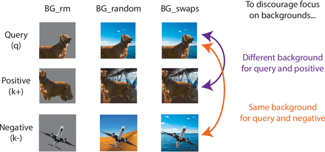 Figure 1 for Leveraging background augmentations to encourage semantic focus in self-supervised contrastive learning