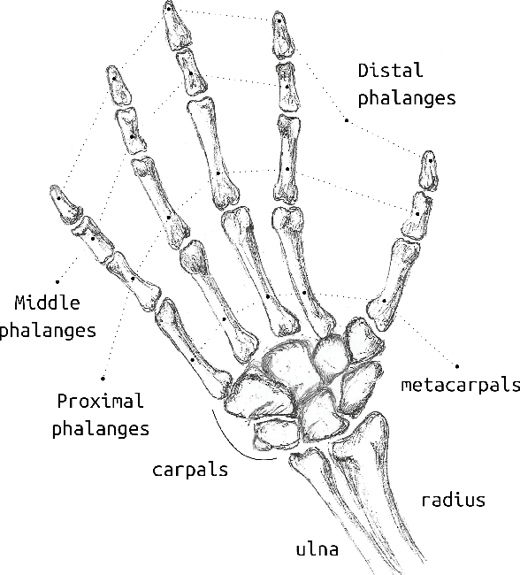 Figure 1 for Design method for an anthropomorphic hand able to gesture and grasp