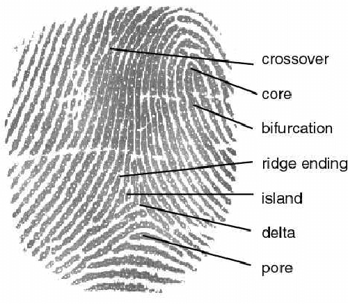 Figure 1 for Enabling Fingerprint Presentation Attacks: Fake Fingerprint Fabrication Techniques and Recognition Performance