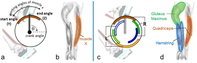 Figure 1 for Neuromechanics-based Deep Reinforcement Learning of Neurostimulation Control in FES cycling