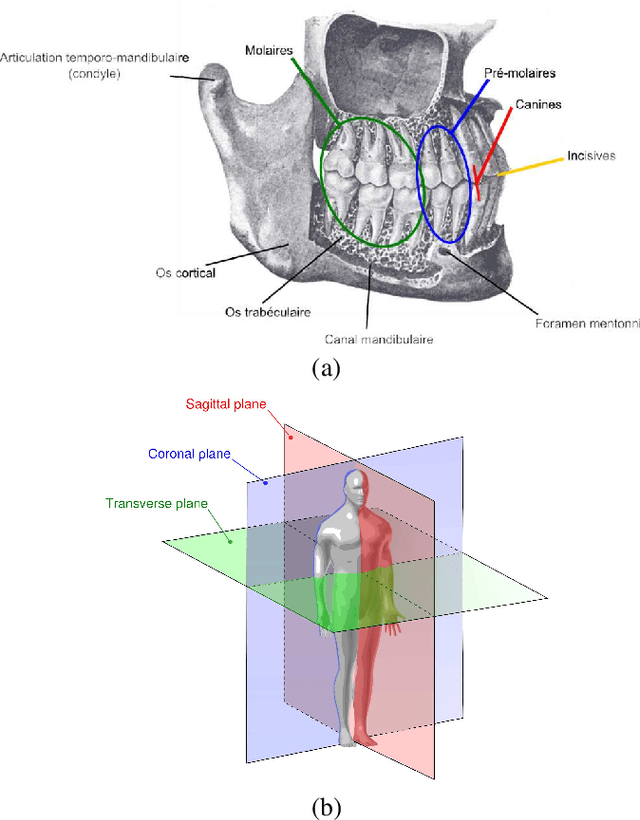 Figure 3 for Segmentation of 3D Dental Images Using Deep Learning