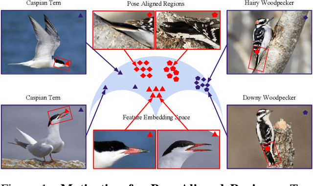 Figure 1 for Aligned to the Object, not to the Image: A Unified Pose-aligned Representation for Fine-grained Recognition