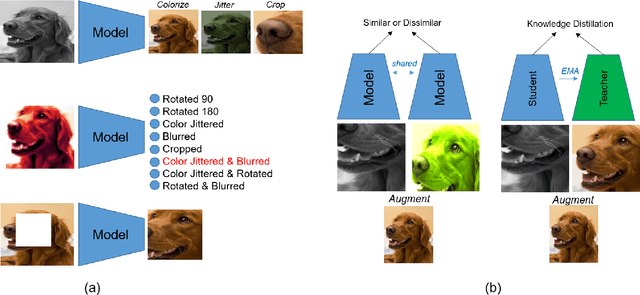 Figure 1 for Visualizing and Understanding Self-Supervised Vision Learning