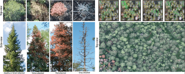 Figure 1 for Early Detection of Bark Beetle Attack Using Remote Sensing and Machine Learning: A Review