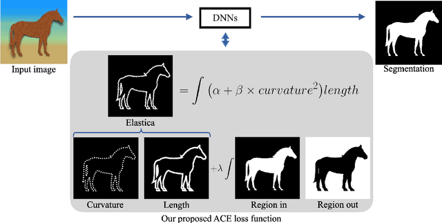 Figure 1 for Learning Euler's Elastica Model for Medical Image Segmentation