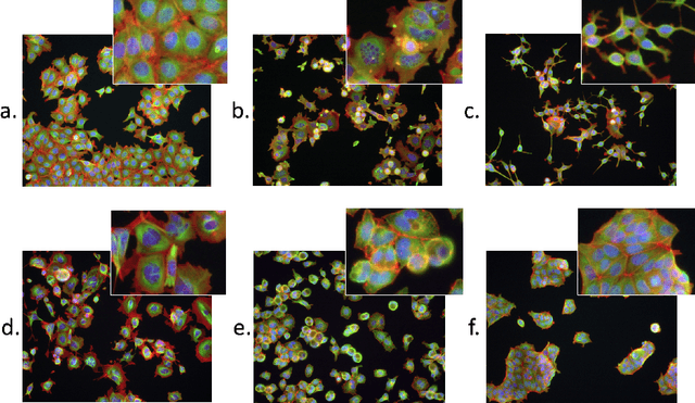 Figure 4 for Training Multiscale-CNN for Large Microscopy Image Classification in One Hour