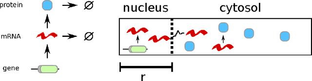 Figure 2 for Cox process representation and inference for stochastic reaction-diffusion processes