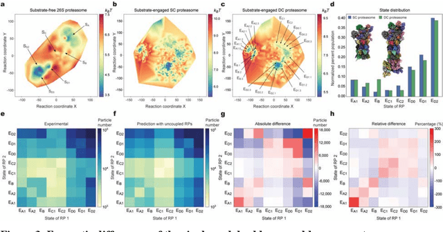 Figure 3 for Deep manifold learning reveals hidden dynamics of proteasome autoregulation