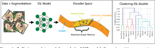 Figure 1 for The Geometry of Self-supervised Learning Models and its Impact on Transfer Learning
