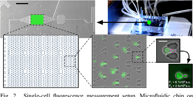 Figure 3 for Attention-Based Transformers for Instance Segmentation of Cells in Microstructures