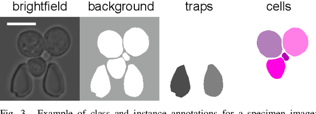 Figure 4 for Attention-Based Transformers for Instance Segmentation of Cells in Microstructures