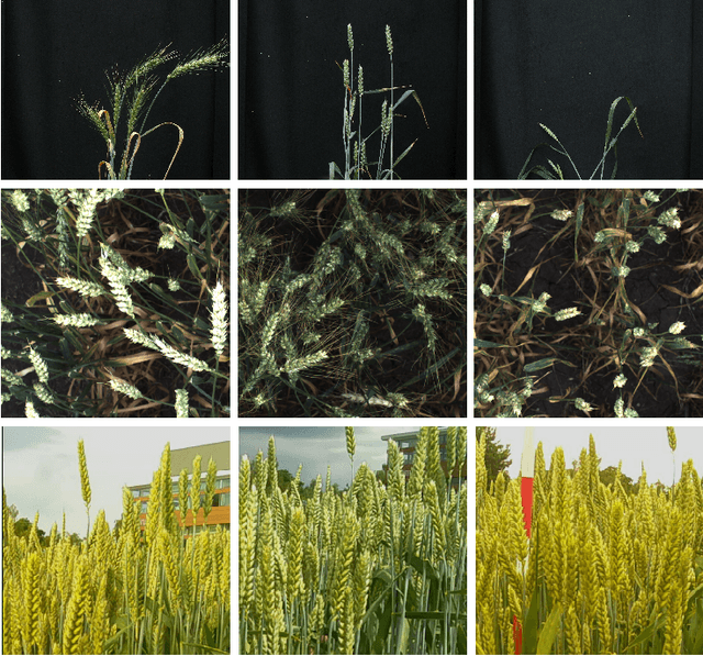 Figure 3 for Unsupervised Domain Adaptation For Plant Organ Counting